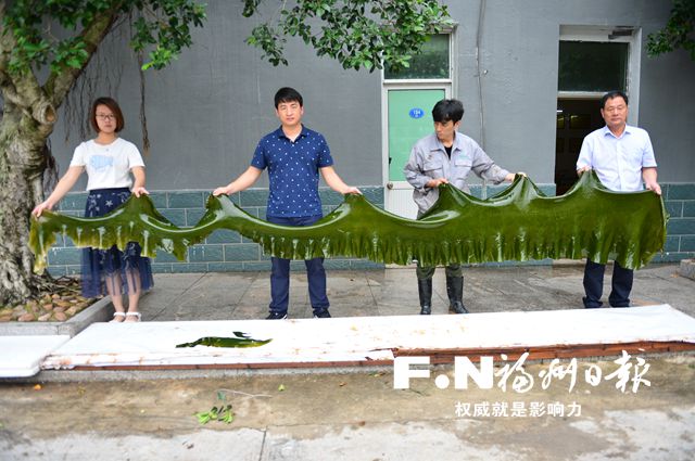 連江筱埕鎮(zhèn)官塢村蹲點(diǎn)報(bào)告：“海帶村”的三重喜