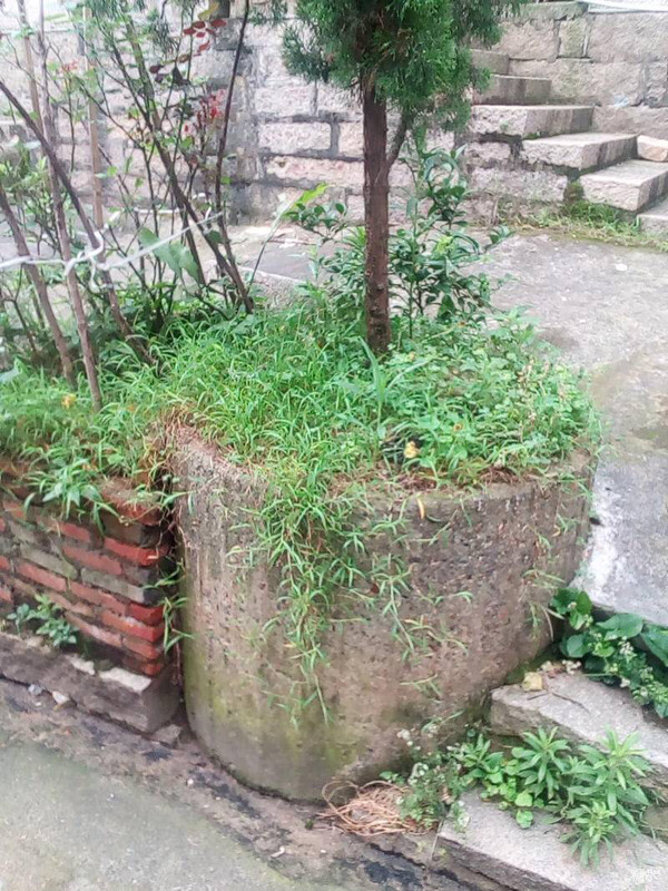 古井尋蹤——梅花古井知多少？