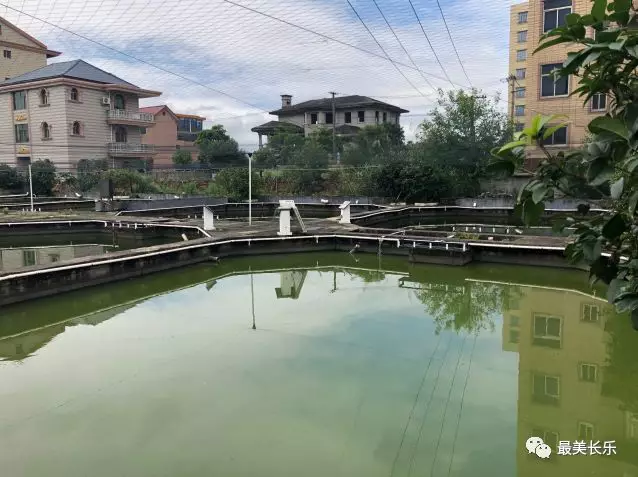 力高信：攜手打造長(zhǎng)樂的金魚文化名片
