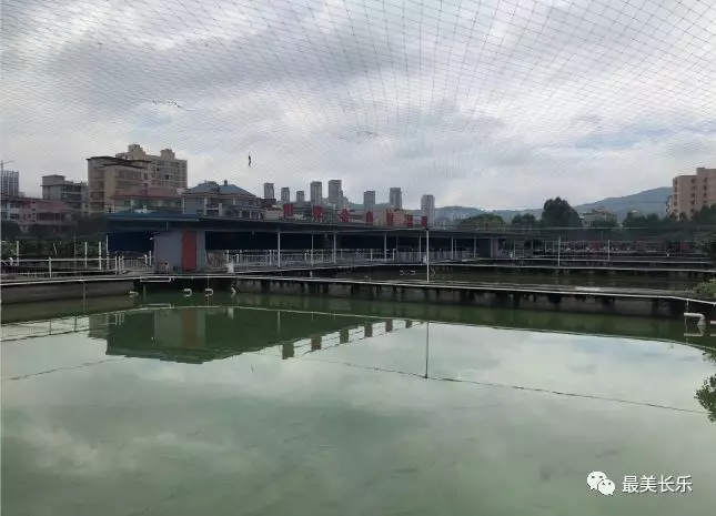 力高信：攜手打造長(zhǎng)樂的金魚文化名片