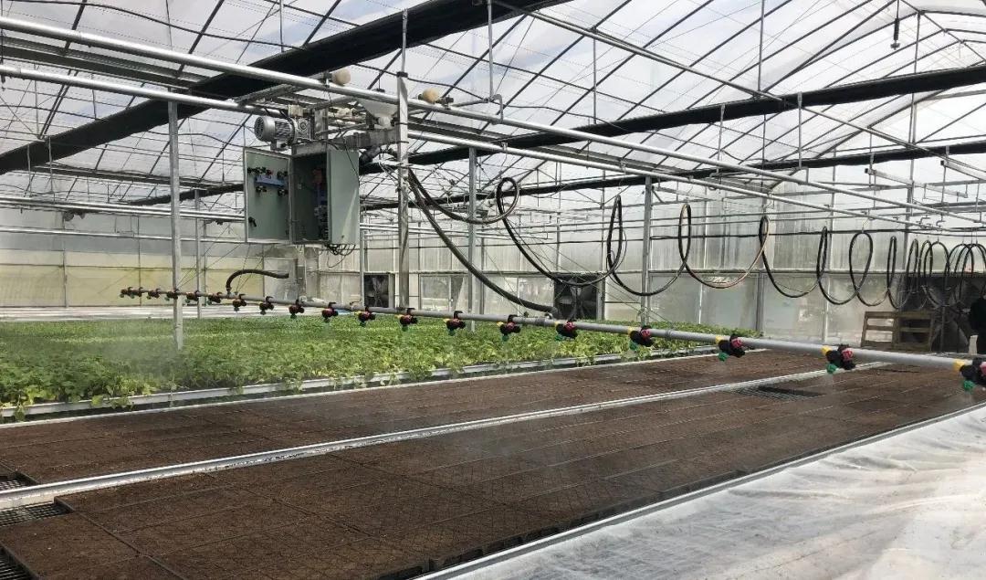 長樂雪美農業(yè)：抗疫不誤農時 蔬菜種植正忙