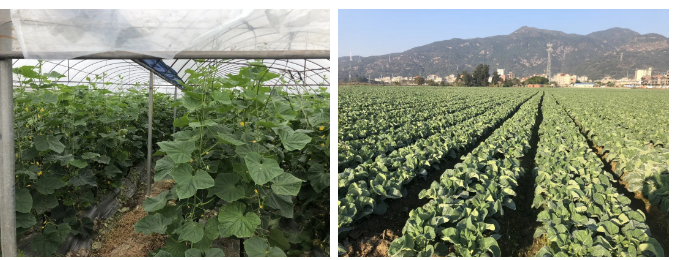 長樂雪美農業(yè)：抗疫不誤農時 蔬菜種植正忙