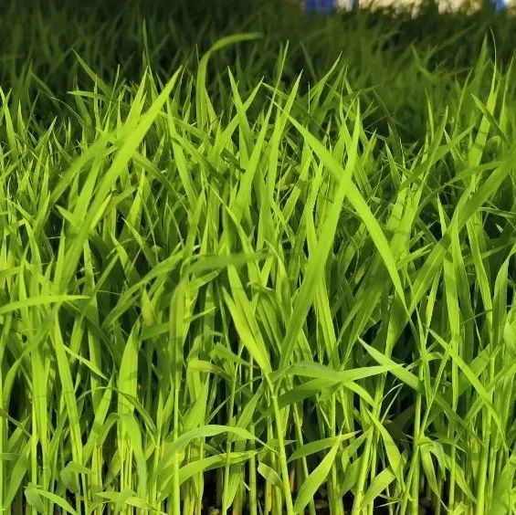 無人機“上崗”！長樂春耕“科技范”拉滿！