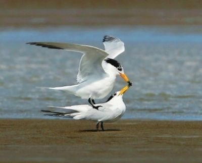 黑嘴端鳳頭燕鷗被譽(yù)為海峽兩岸“神鳥(niǎo)”
