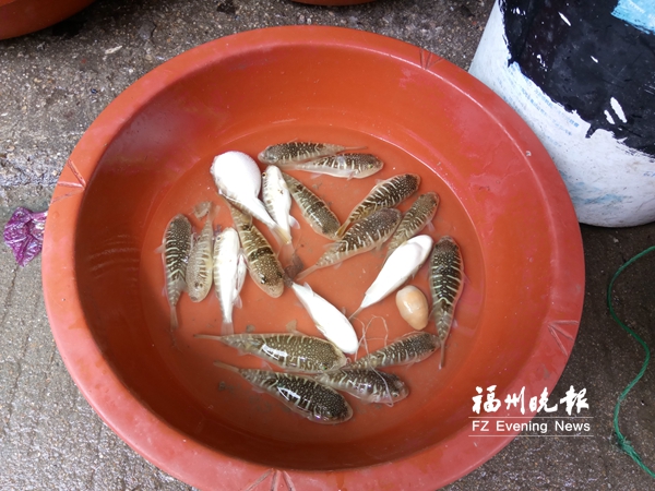 品種優(yōu)良卻未列入“解禁”名單　閩產(chǎn)河鲀遇尷尬