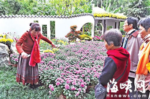 福州西湖公園萬菊爭(zhēng)艷　個(gè)別游客為自拍踩壞綠地