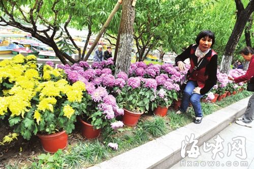 福州西湖公園萬菊爭(zhēng)艷　個(gè)別游客為自拍踩壞綠地