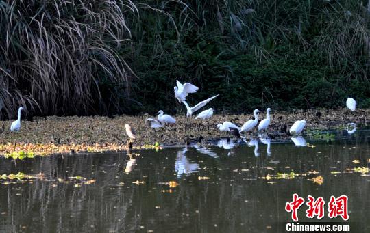 福州市區(qū)公園迎來白鷺棲息　成為一道靚麗風景線