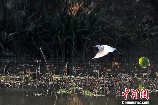 福州市區(qū)公園迎來白鷺棲息　成為一道靚麗風景線