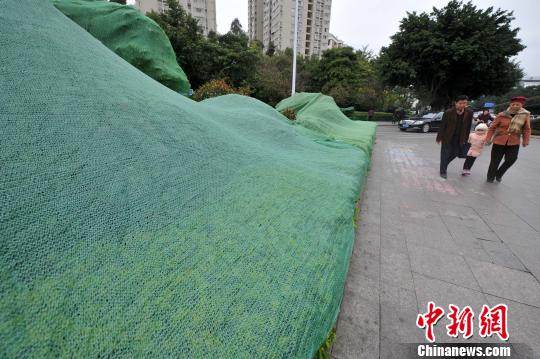 福州迎來(lái)大幅降溫天氣　植物穿上“冬裝”御寒