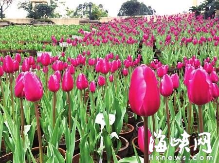 福州春節(jié)花展 茶花、花燈將搶戲 