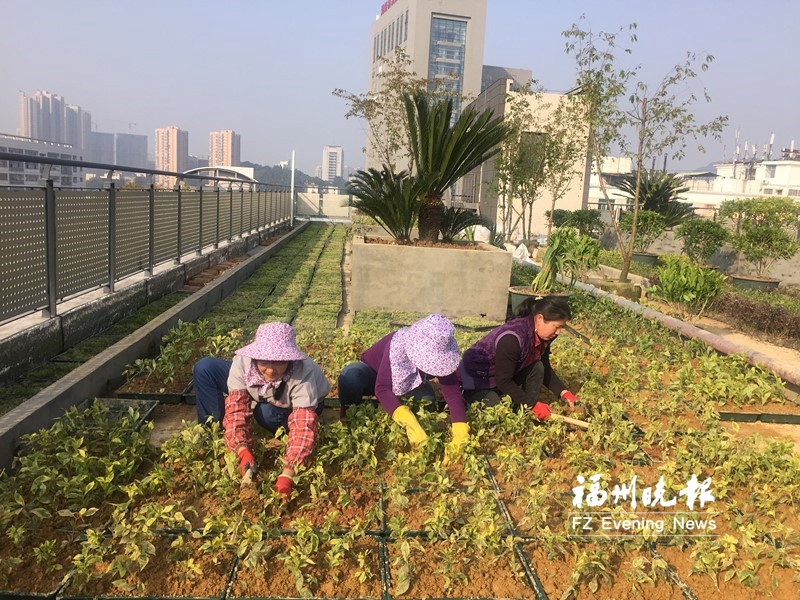 小學(xué)屋頂植綠鼓勵(lì)孩子們養(yǎng)護(hù)　將成最生動(dòng)教學(xué)點(diǎn)