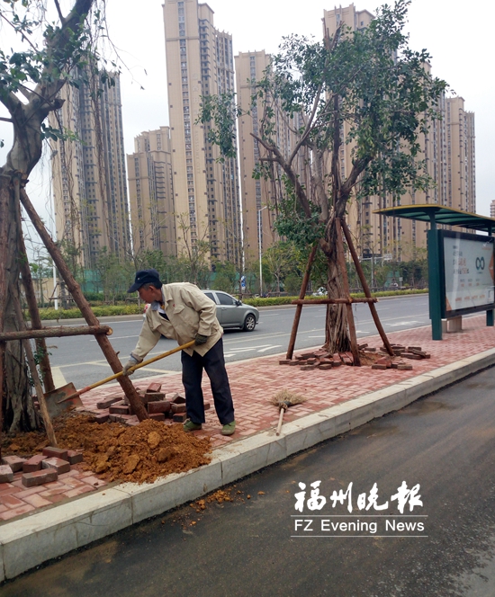 主干道公交站將補(bǔ)種大樹 化工路4個(gè)站臺(tái)率先補(bǔ)種