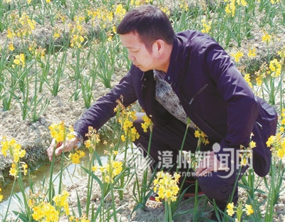 “凌波仙子”有了新模樣 復(fù)瓣黃花水仙你見(jiàn)過(guò)嗎？