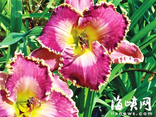 福州南江濱生態(tài)公園已對(duì)外開(kāi)放 5月可賞萱草花海