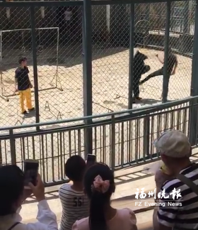 馴獸員踢打黑熊?chē)槈男『ⅰ「Ｖ輨?dòng)物園：已被停職