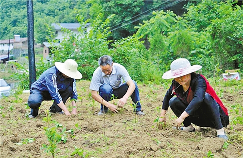 來自陜西省安康市石泉縣池河鎮(zhèn)五愛村的報告