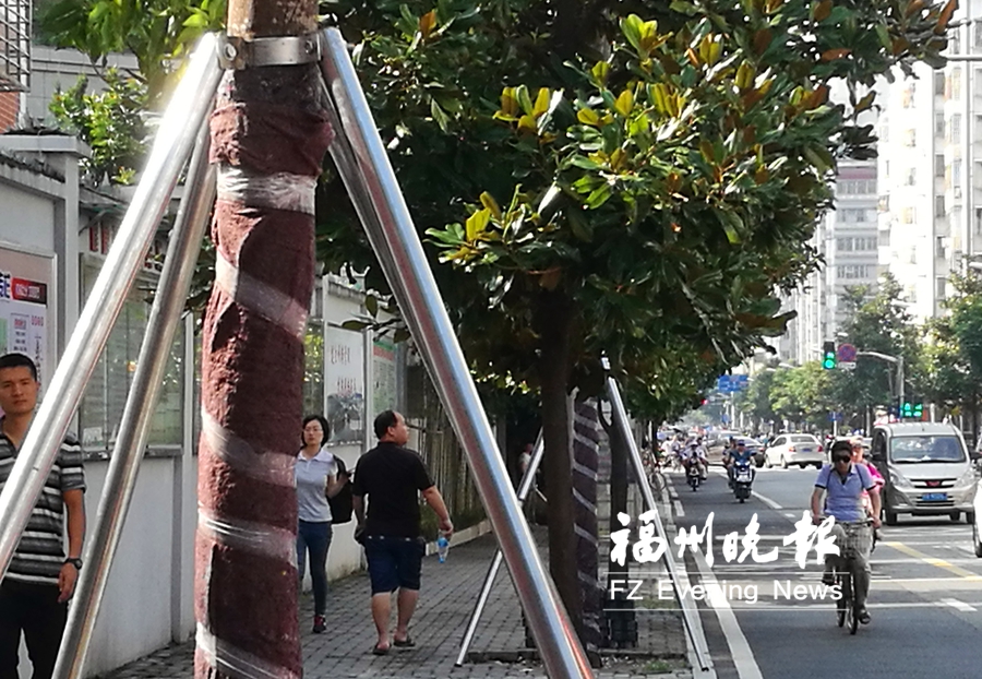 福州城區(qū)9個月新種8.5萬棵大樹　將打造特色榕城