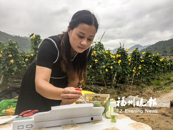 福州建立全省首個(gè)村級蔬菜檢測制度　把關(guān)菜籃子安全