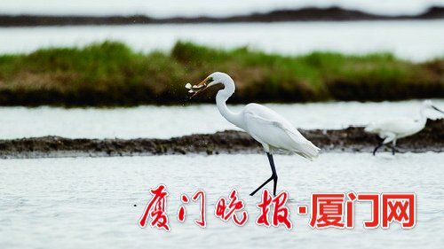 冬候鳥(niǎo)來(lái)廈“走親戚”　先頭部隊(duì)已陸續(xù)抵達(dá)廈門(mén)
