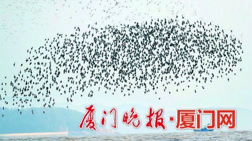 冬候鳥(niǎo)來(lái)廈“走親戚”　先頭部隊(duì)已陸續(xù)抵達(dá)廈門(mén)
