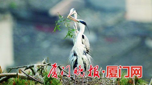 冬候鳥(niǎo)來(lái)廈“走親戚”　先頭部隊(duì)已陸續(xù)抵達(dá)廈門(mén)