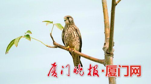 冬候鳥(niǎo)來(lái)廈“走親戚”　先頭部隊(duì)已陸續(xù)抵達(dá)廈門(mén)
