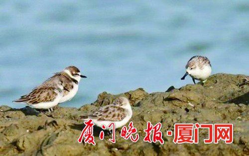 冬候鳥(niǎo)來(lái)廈“走親戚”　先頭部隊(duì)已陸續(xù)抵達(dá)廈門(mén)