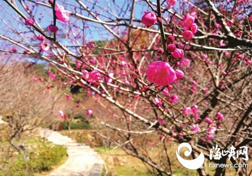 福州鼓山梅花傲立寒冬 下周千株梅花進(jìn)入盛花期