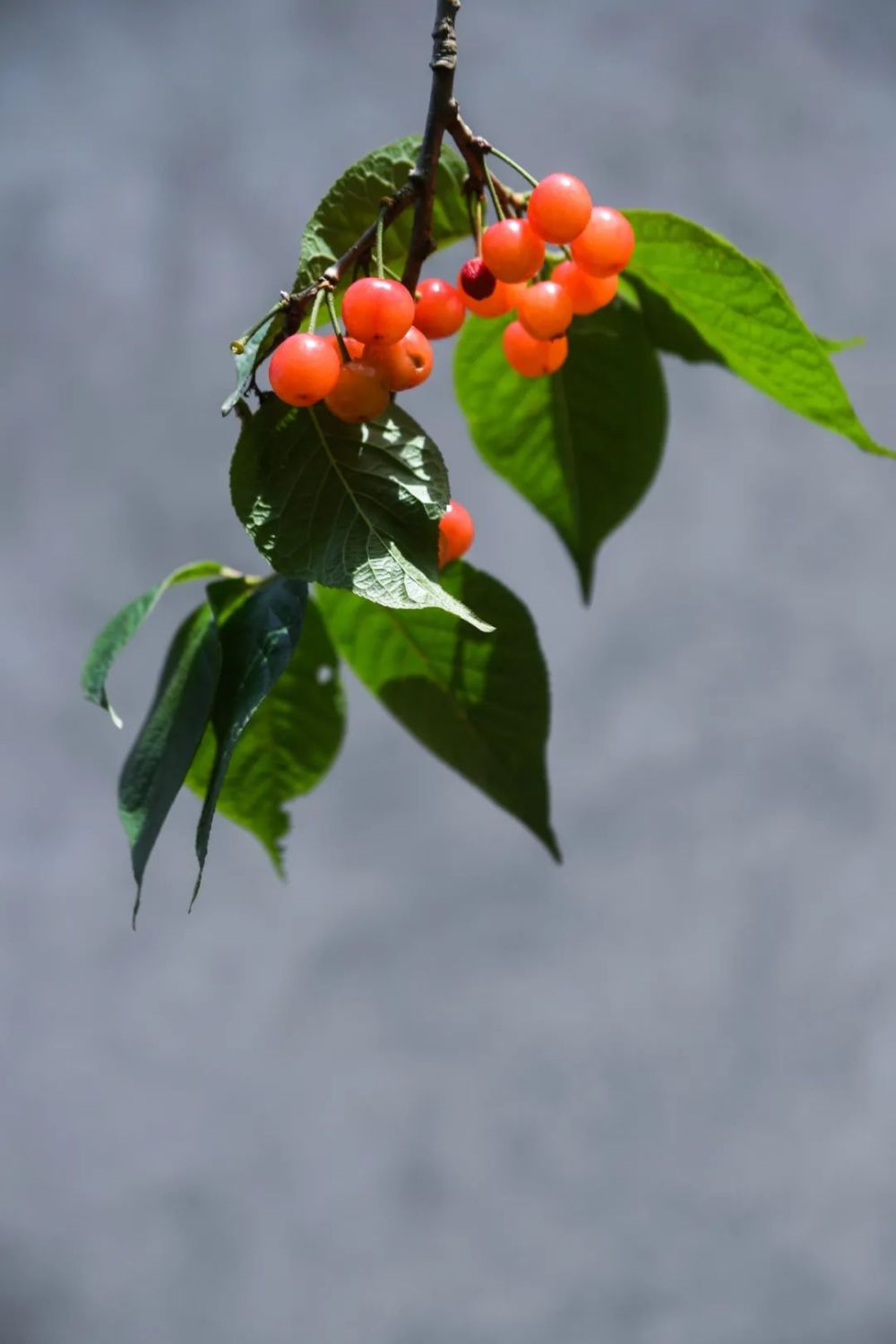 【網(wǎng)絡(luò)中國(guó)節(jié)?谷雨】谷雨：春日將盡，用詩(shī)句留住最后一抹春色