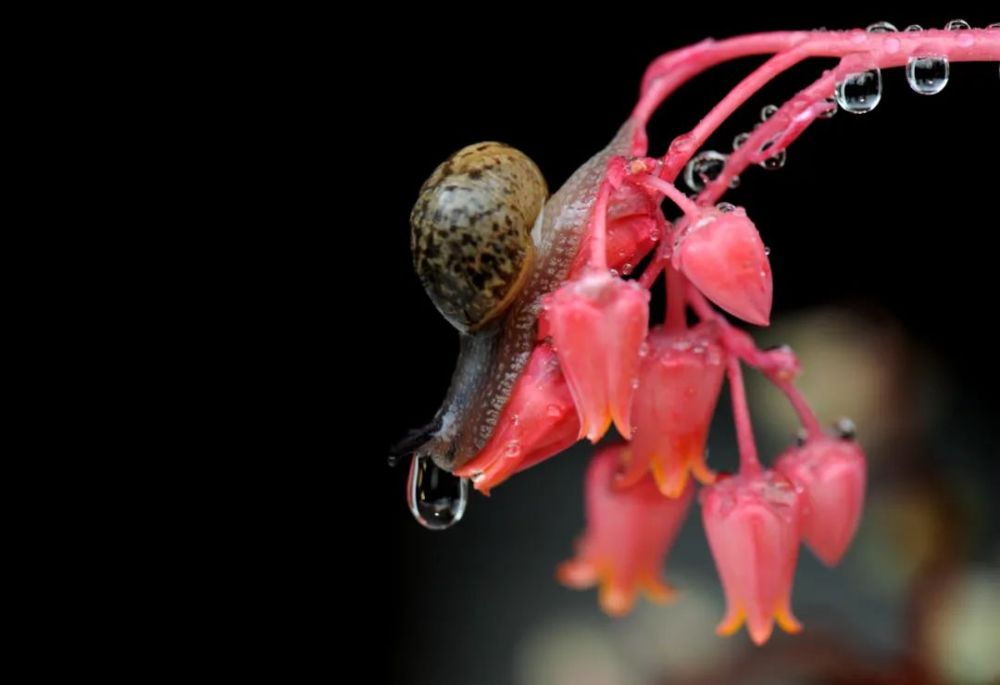 【網(wǎng)絡(luò)中國(guó)節(jié)?谷雨】谷雨：春日將盡，用詩(shī)句留住最后一抹春色