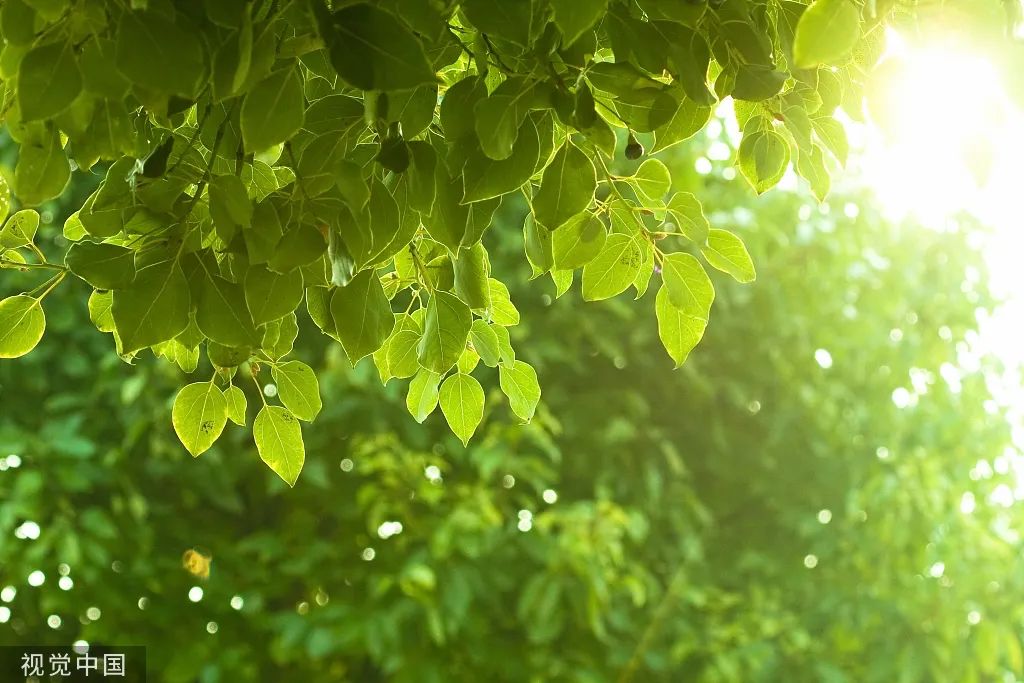 【網(wǎng)絡(luò)中國(guó)節(jié)?大暑】今日大暑