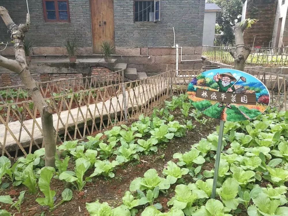 【鄉(xiāng)村振興在行動(dòng)】長(zhǎng)樂：房前屋后建菜園花圃 為鄉(xiāng)村振興 “增色 ” 