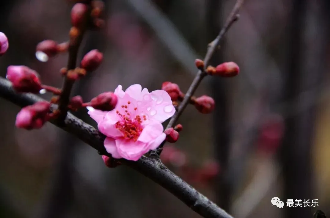 梅花鎮(zhèn)大力提升人居環(huán)境，游客紛至沓來(lái)！