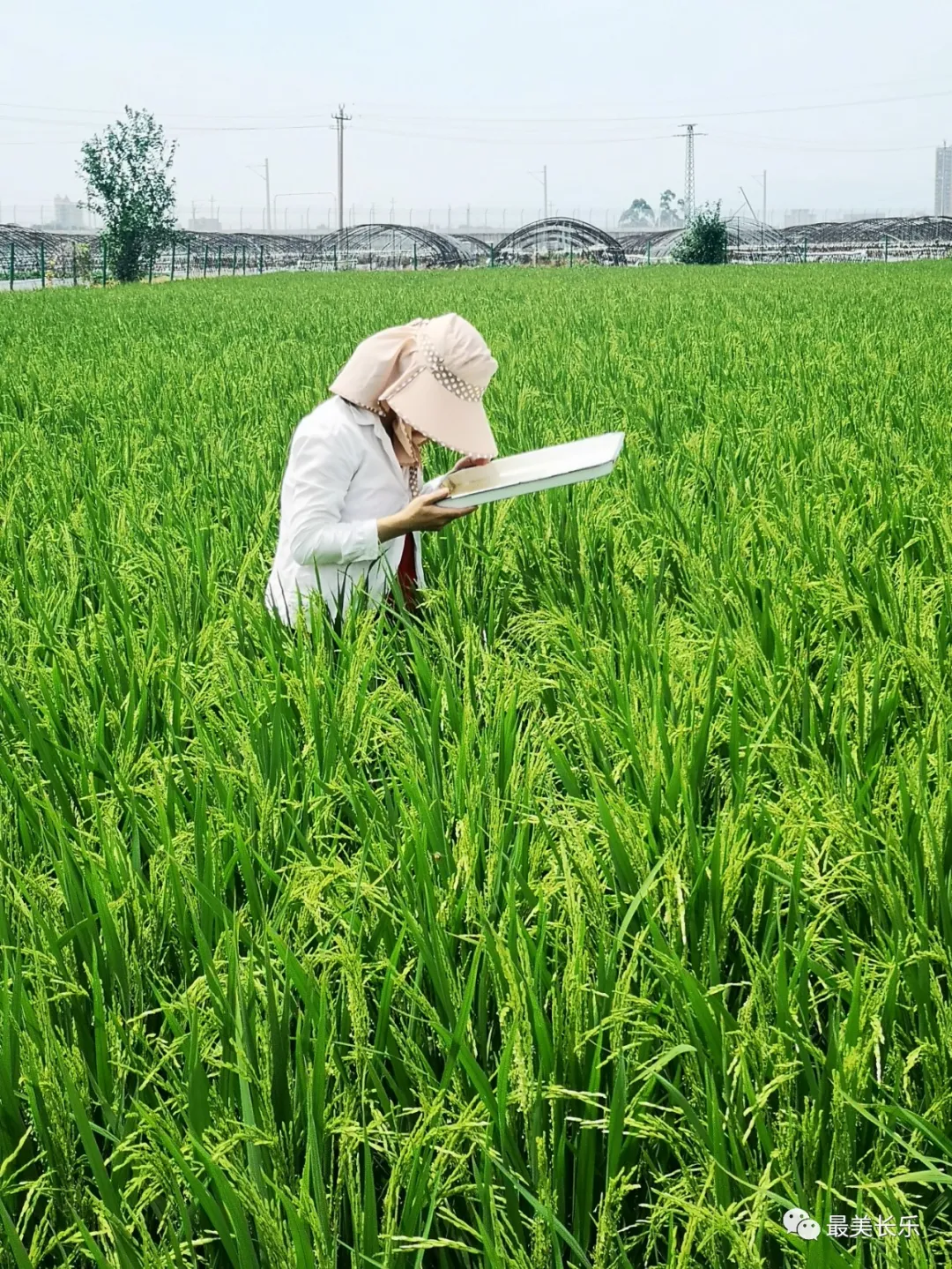 @農(nóng)民朋友：當(dāng)前要注意防治水稻病蟲害！