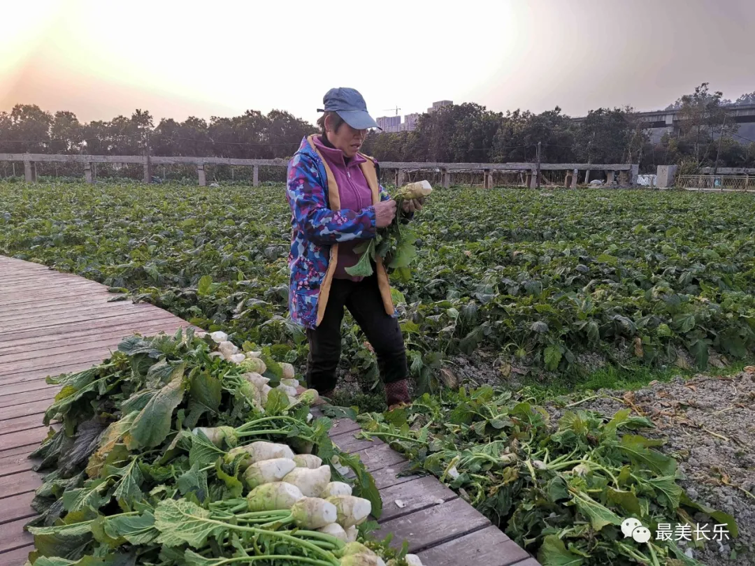 湖里村：走特色產(chǎn)業(yè)路 奏鄉(xiāng)村振興曲