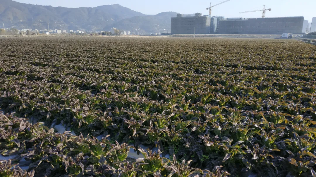 玉田鎮(zhèn)：今年萵筍種植面積超4000畝 收購(gòu)價(jià)創(chuàng)近年新高