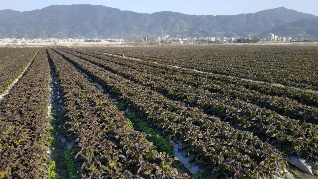 玉田鎮(zhèn)：今年萵筍種植面積超4000畝 收購(gòu)價(jià)創(chuàng)近年新高