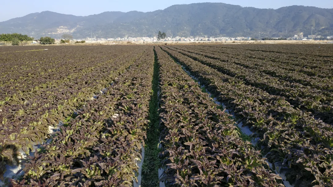 玉田鎮(zhèn)：今年萵筍種植面積超4000畝 收購(gòu)價(jià)創(chuàng)近年新高