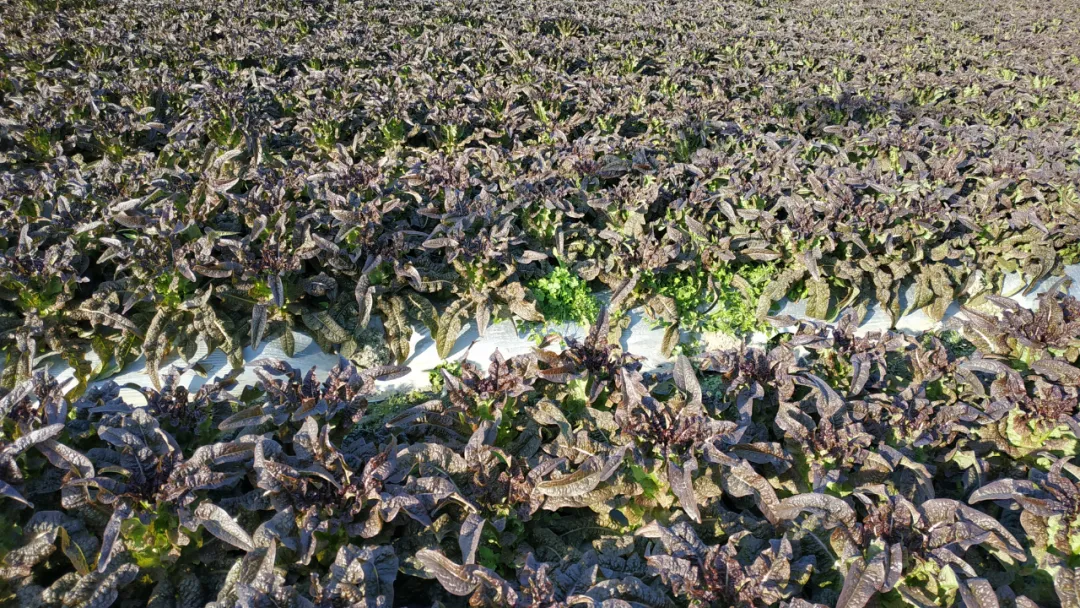玉田鎮(zhèn)：今年萵筍種植面積超4000畝 收購(gòu)價(jià)創(chuàng)近年新高