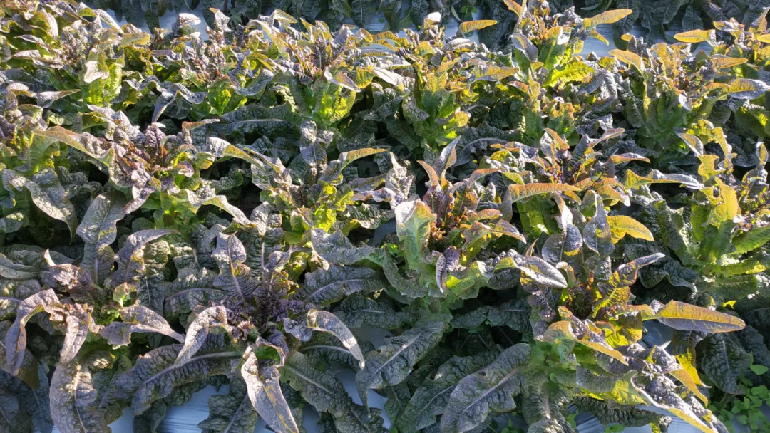玉田鎮(zhèn)：今年萵筍種植面積超4000畝 收購(gòu)價(jià)創(chuàng)近年新高