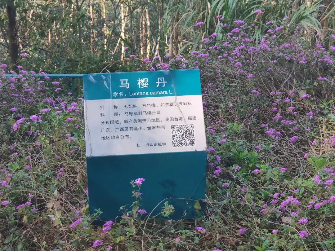 在長樂，有一種幸福叫“去家門口的公園打卡”  