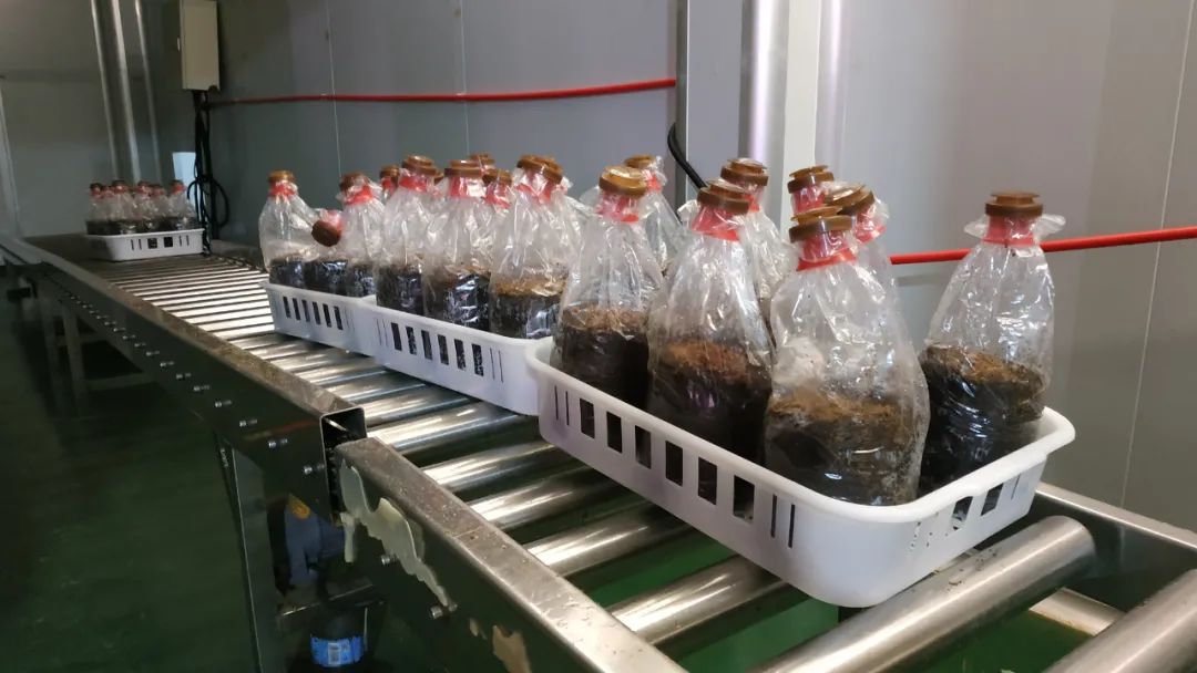 年?duì)I收1500萬元！西埔村種植繡球菌助力鄉(xiāng)村振興走新路