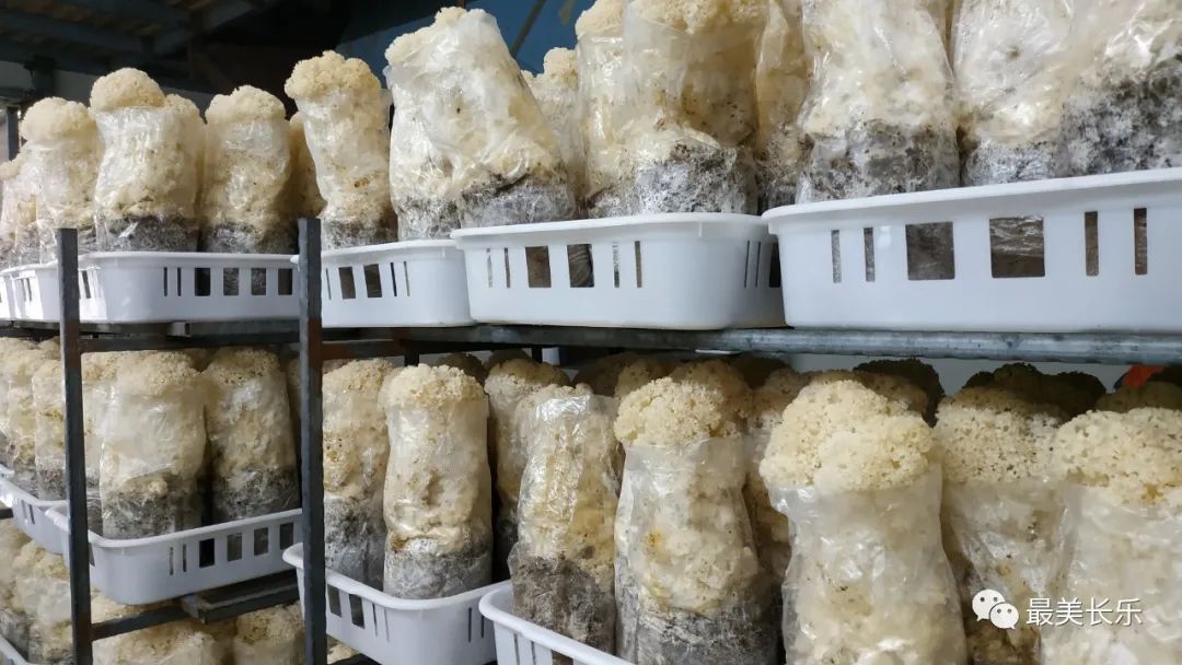 年?duì)I收1500萬元！西埔村種植繡球菌助力鄉(xiāng)村振興走新路
