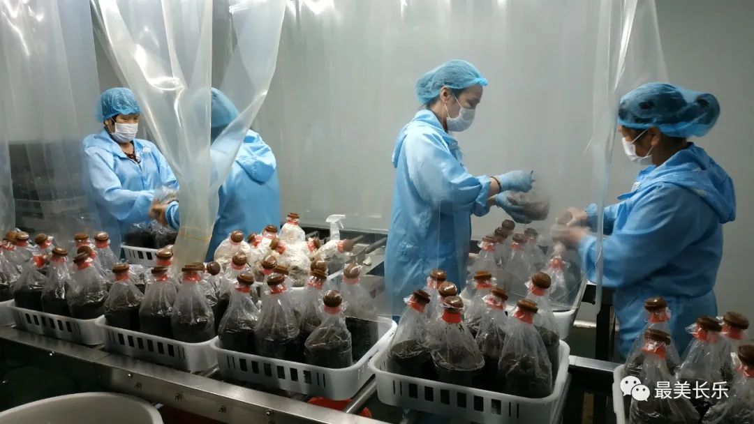 年?duì)I收1500萬元！西埔村種植繡球菌助力鄉(xiāng)村振興走新路