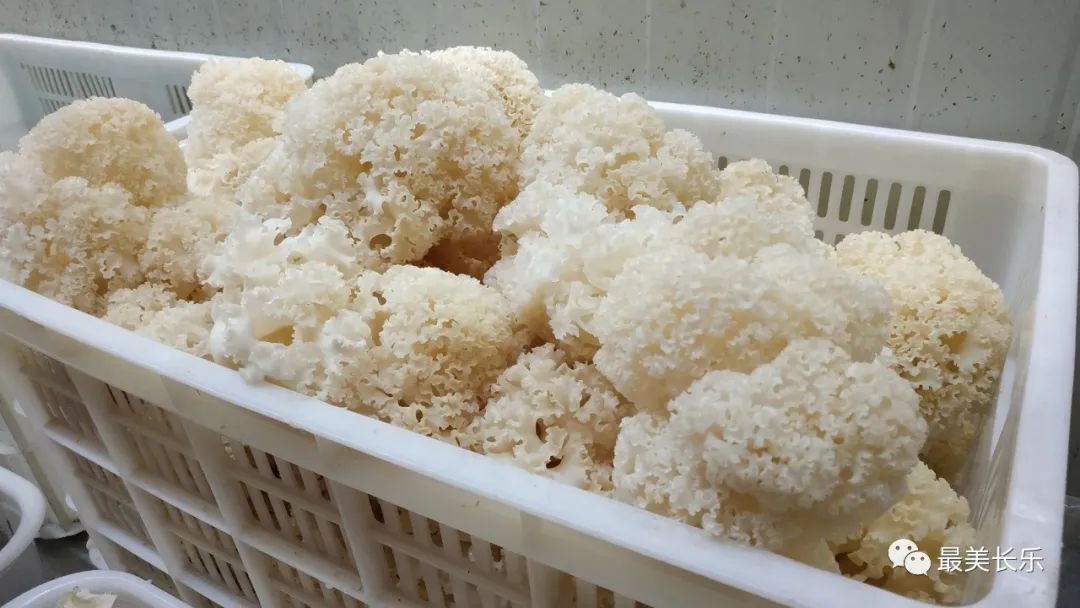 年?duì)I收1500萬元！西埔村種植繡球菌助力鄉(xiāng)村振興走新路