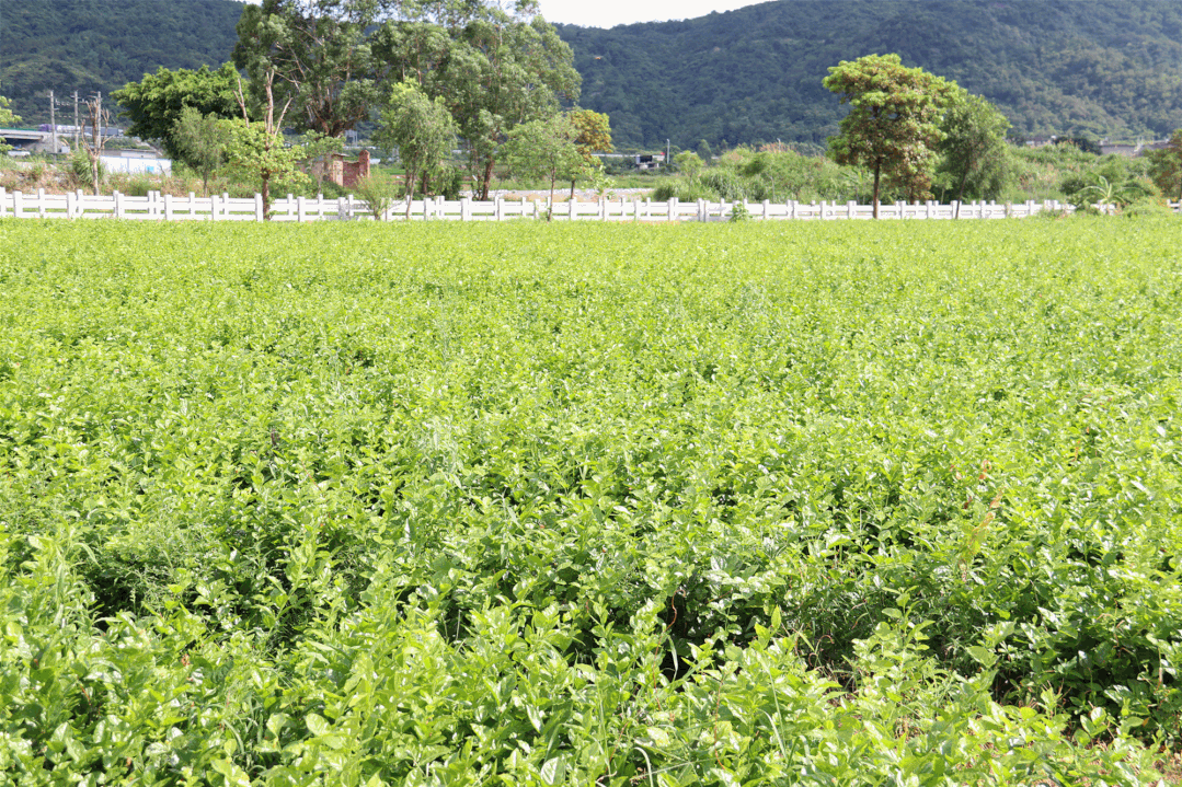 茉莉花種成“致富花”  羅聯(lián)鄉(xiāng)村民樂了