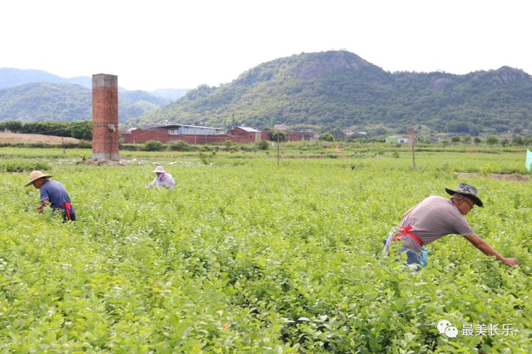茉莉花種成“致富花”  羅聯(lián)鄉(xiāng)村民樂了