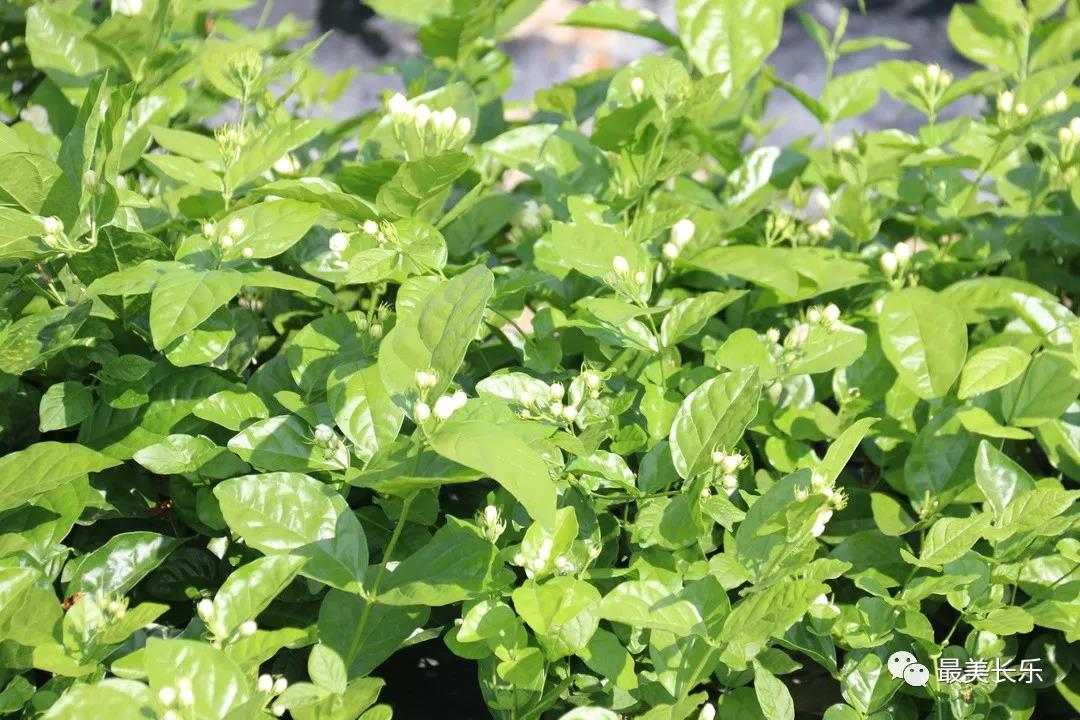 茉莉花種成“致富花”  羅聯(lián)鄉(xiāng)村民樂了
