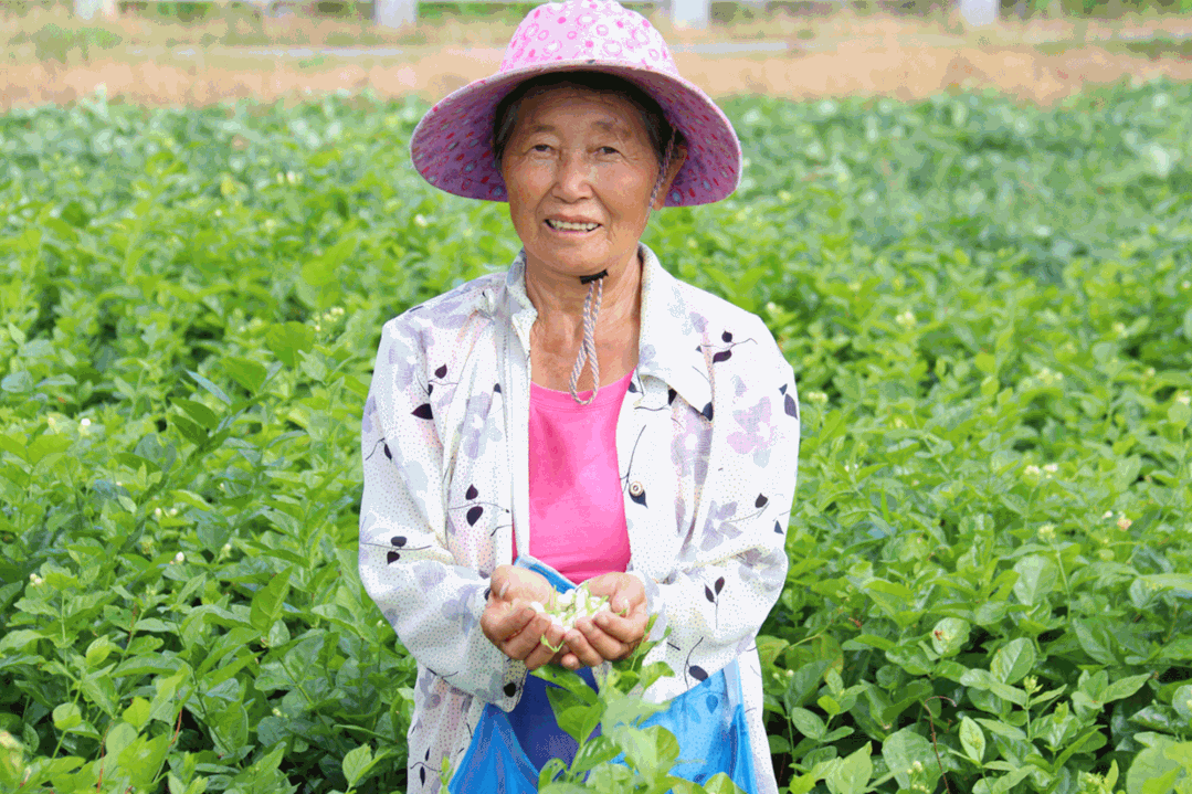 茉莉花種成“致富花”  羅聯(lián)鄉(xiāng)村民樂了